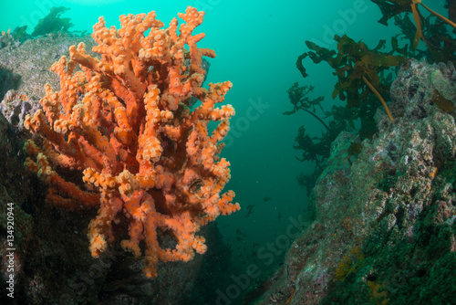 Fototapeta Naklejka Na Ścianę i Meble -  Orange Coral
