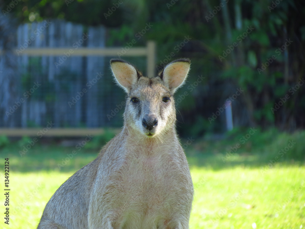 Fototapeta premium wallaby looking towards the camera