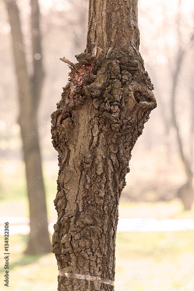 Fototapeta premium tree bark