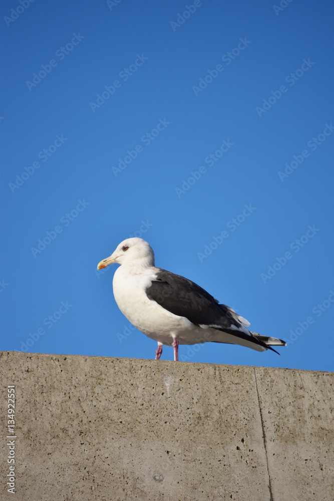 防波堤のカモメ