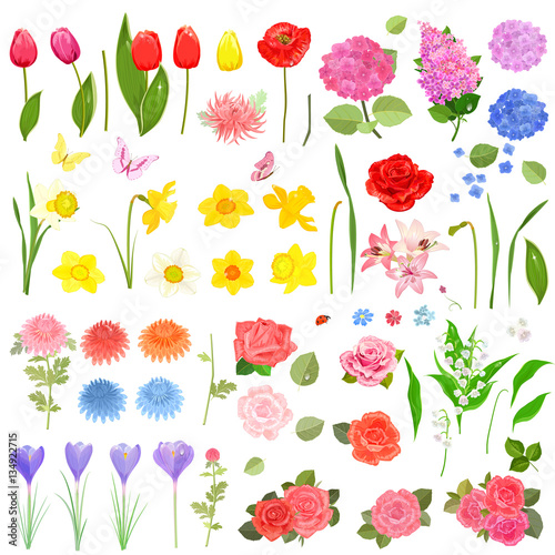 elegance collection of different beautiful fresh flowers and flo