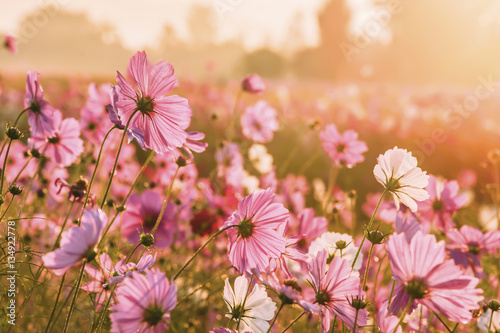 Photo Cosmos flowers blooming in the morning