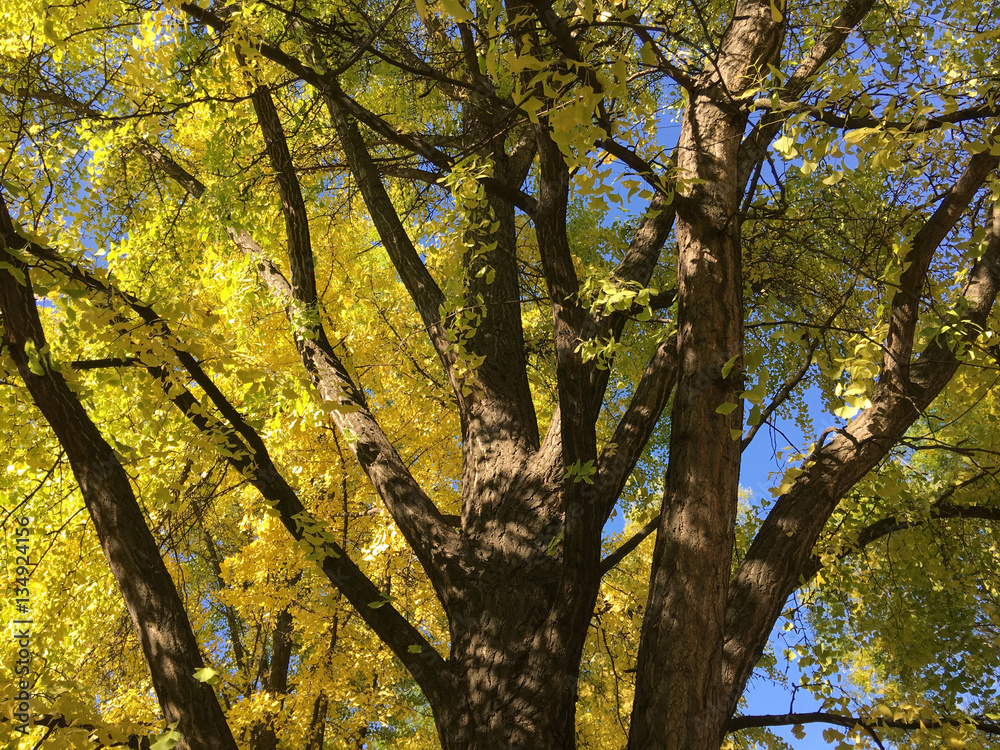 Fototapeta premium Trees during autumn
