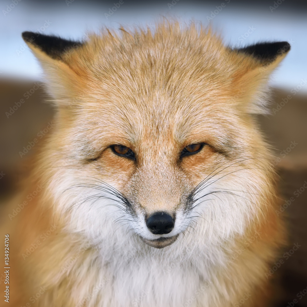 Red fox portrait Red fox portrait