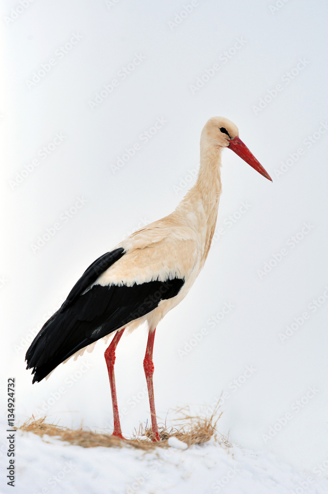 Fototapeta premium Stork at the winter park