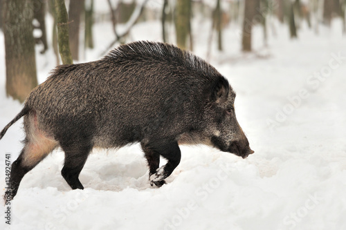 Wild boar in winter