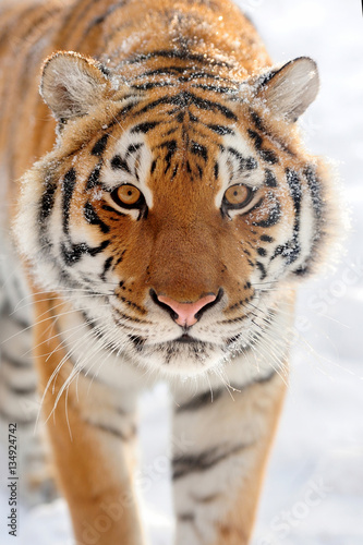 Fototapeta Naklejka Na Ścianę i Meble -  Tiger in winter