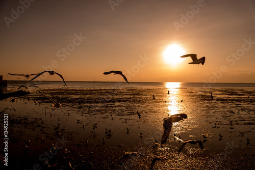 Seagulls silhouettes in flight at sunrise