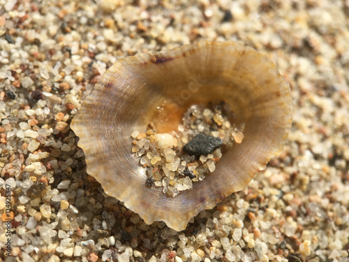 Sand in a shell