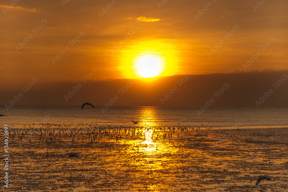 Tranquil scene with seagull flying at sunset Tranquil scene with seagull flying at sunset
