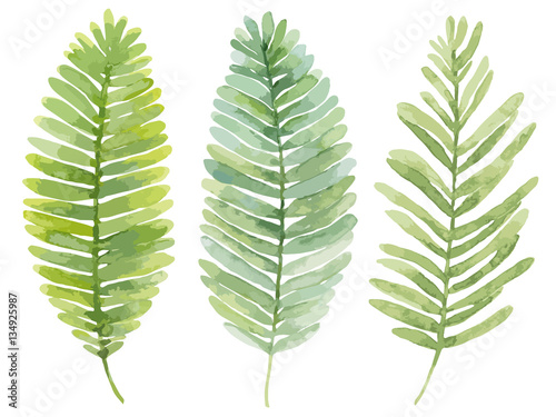 Vector set of watercolor leaves. Summer green leaves of a fern.