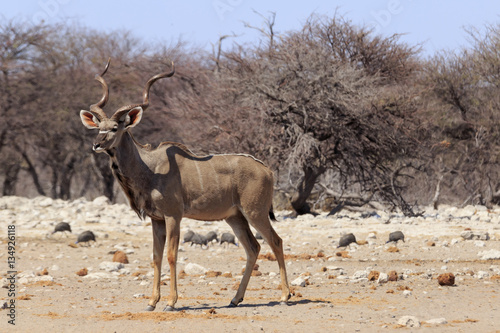 Kudu in Etosha parc Namibia