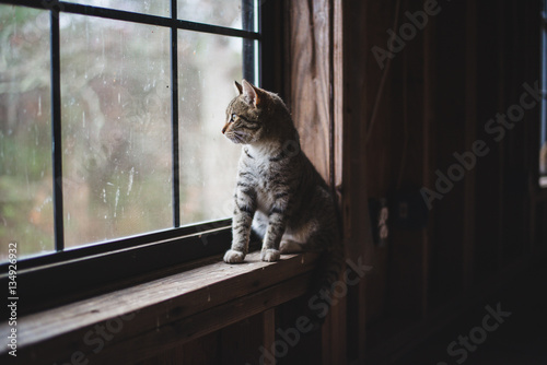 kitty looking out window