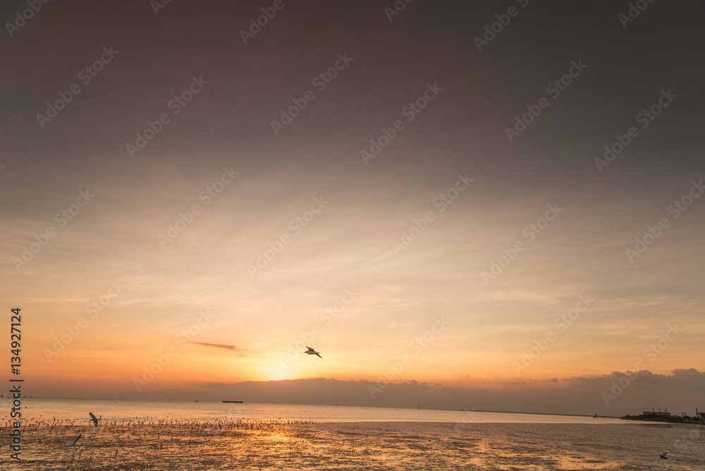 Tranquil scene with seagull flying at sunset Tranquil scene with seagull flying at sunset