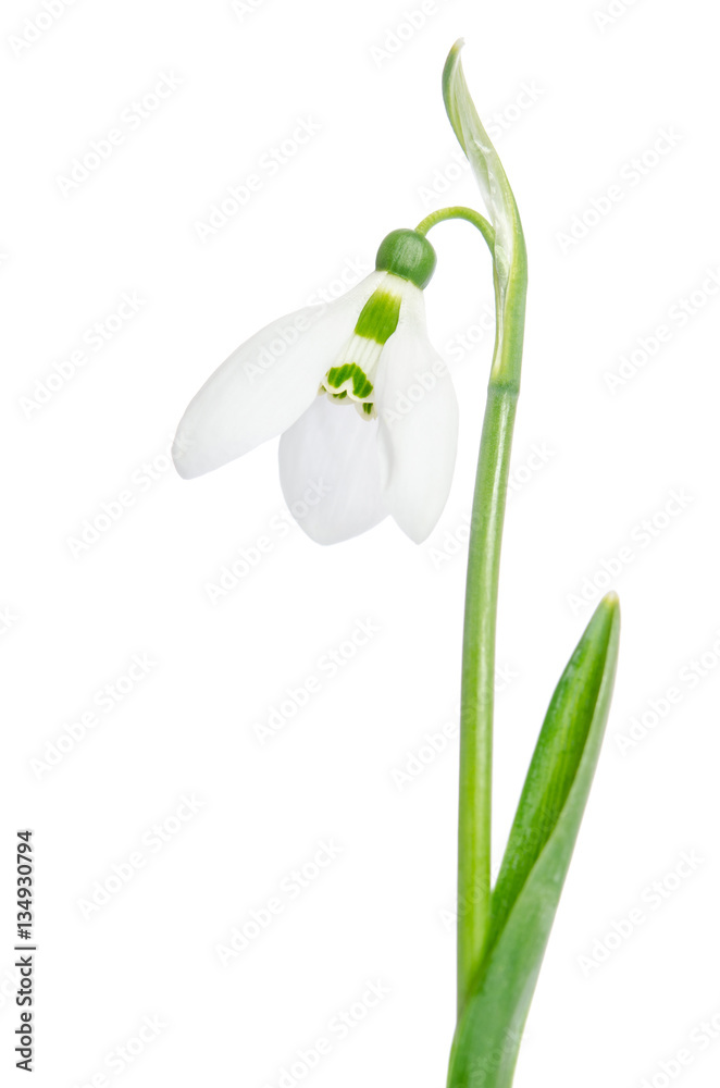 Beautiful Snowdrop flower Beautiful Snowdrop flower