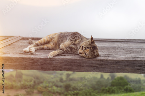 cat lie down on wooden