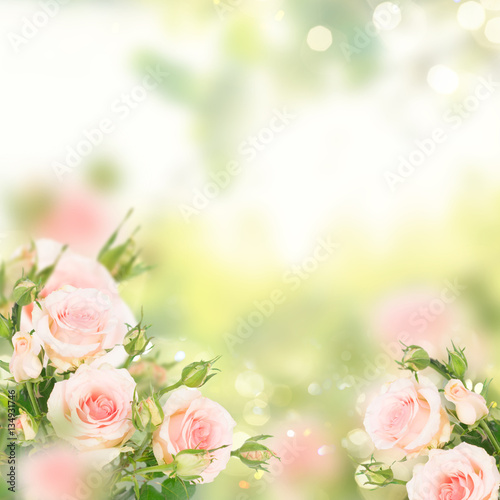 Pink blooming fresh roses with buds posy in green garden