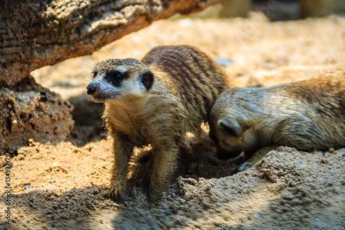 Closeup cute Meerkat (Suricata suricatta) is moving out from his hole