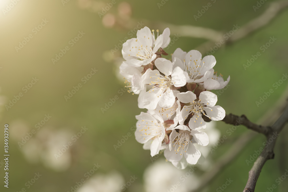 Obraz premium Apricot tree flower with buds and blossoms blooming at springtime, vintage retro floral background