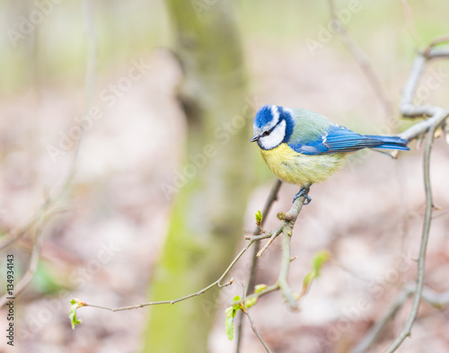 The Eurasian blue tit (Cyanistes caeruleus) - a small tit with a bright blue and yellow plumage - sitting on a twig with young fresh leaves