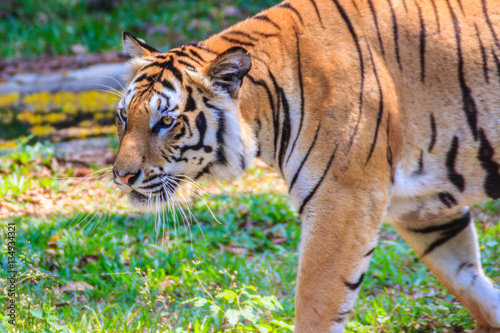 Indochinese tiger  or Corbett s tiger  or Panthera tigris corbetti is walking 