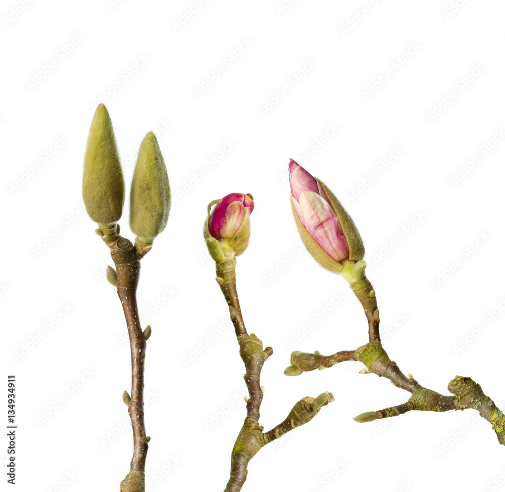 Fototapeta premium Three magnolia branches