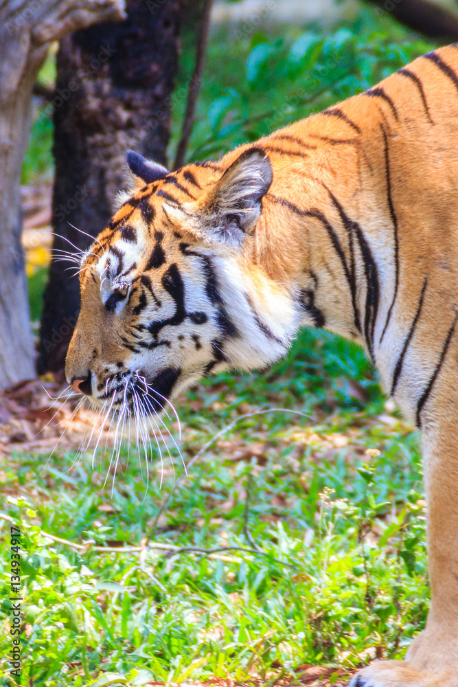 Indochinese tiger, or Corbett's tiger, or Panthera tigris corbet Indochinese tiger, or Corbett's tiger, or Panthera tigris corbet