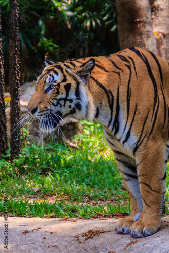 Indochinese tiger  or Corbett s tiger  or Panthera tigris corbet