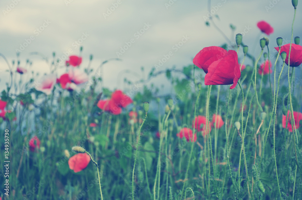 Obraz premium Beautiful red poppy flowers in the meadow