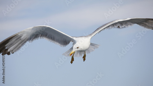 Beautiful seagull soaring in the blue sky 