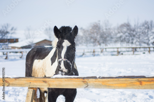 Horses in Winter