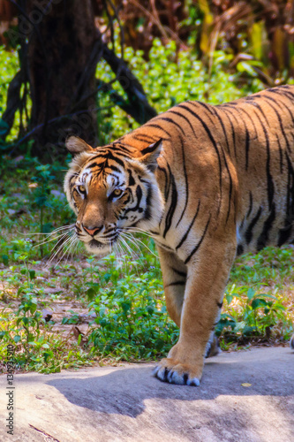 Indochinese tiger  or Corbett s tiger  or Panthera tigris corbet