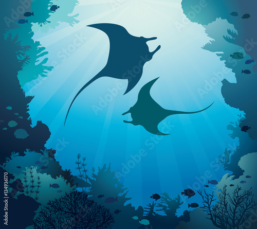 Manta 001