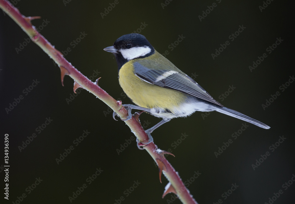 Obraz premium Parus major, Great tit.