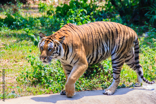 Indochinese tiger  or Corbett s tiger  or Panthera tigris corbet