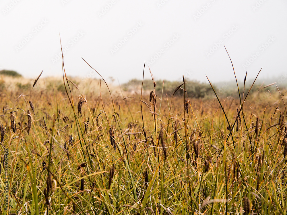 Fototapeta premium Reeds before sand dunes in fog inside the Oregon Dunes National Recreation Area