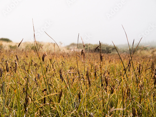 Reeds before sand dunes in fog inside the Oregon Dunes National Recreation Area photo