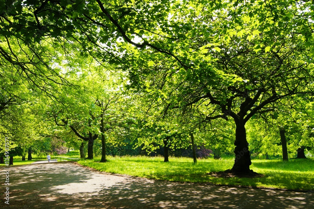 A sunny park landscape, photographed in Springtime.