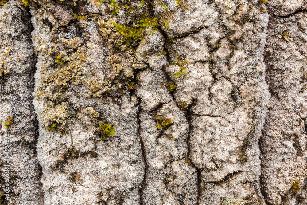 Cracked frosty bark of old aspen tree Cracked frosty bark of old aspen tree