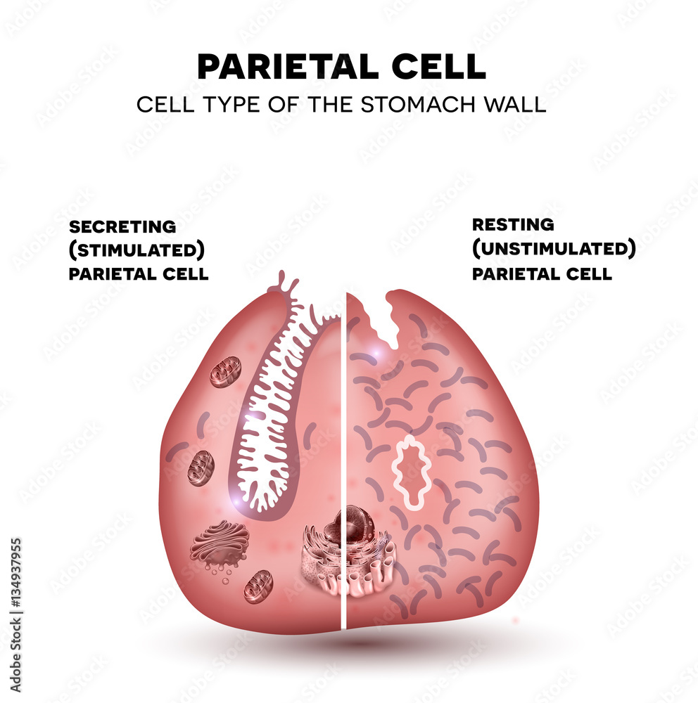 Top 30+ Photos the parietal cells of gastric glands secrete Full HD, 2k, 4k Top 30+ Photos the parietal cells of gastric glands secrete Full HD, 2k, 4k
