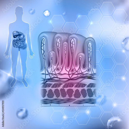 Stomach wall layers detailed anatomy, colorful drawing on a beautiful detailed light blue abstract background