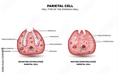 Parietal cell of stomach wall, located in the gastric glands secretes hydrochloric acid. Secreting and resting parietal cell. photo