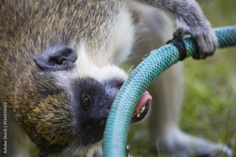Obraz premium monkey drinking water from a hose