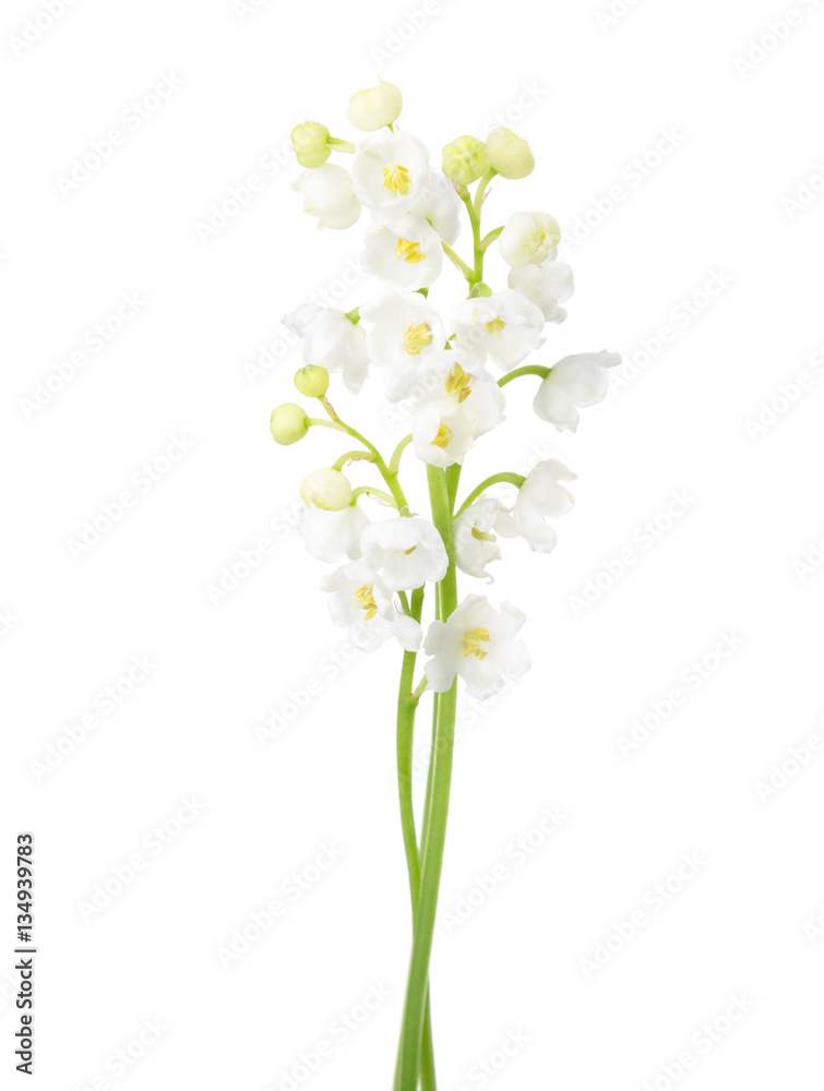 Two flowers isolated on white. Lily of the Valley