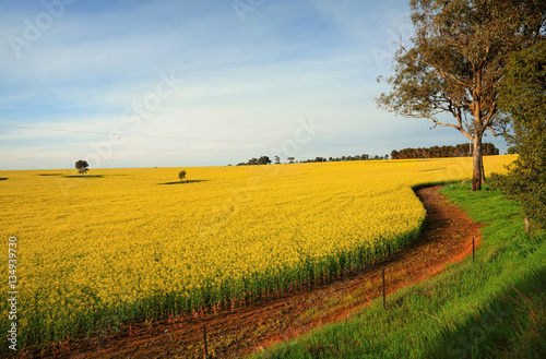 Hectares of agricultural Canola Plants in flower