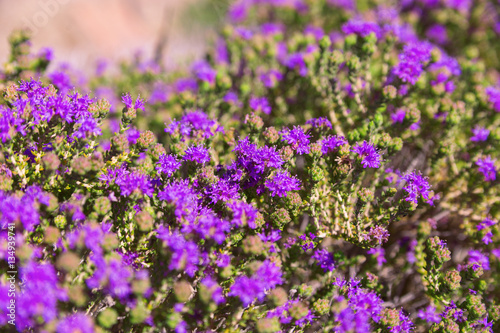 Floral natural background. Beautiful purple flowers growing on the island of Crete, the beach Elafinisi. Wild flowering plant.