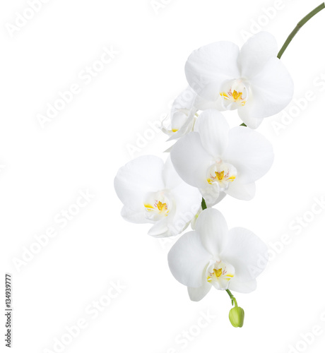 Fototapeta Naklejka Na Ścianę i Meble -  White orchid isolated on white background.