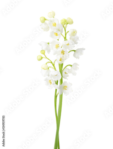Two flowers isolated on white. Lily of the Valley