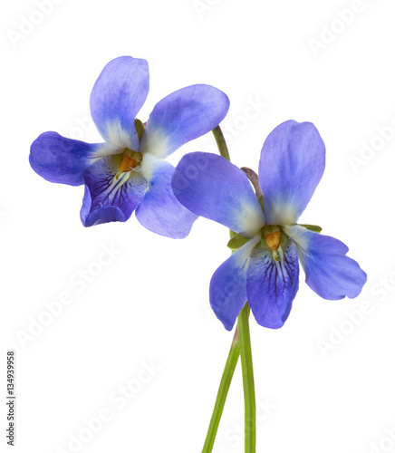 Two early spring flowers  ( Viola odorata) isolated on white background. Shallow depth of field. Selective focus.