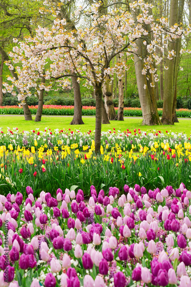 Colourful Blooming cherry tree and tulips in an Spring Formal Garden